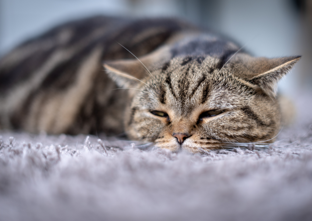 犬や猫の嘔吐の原因と対処法について｜早期発見とリスク管理の重要性