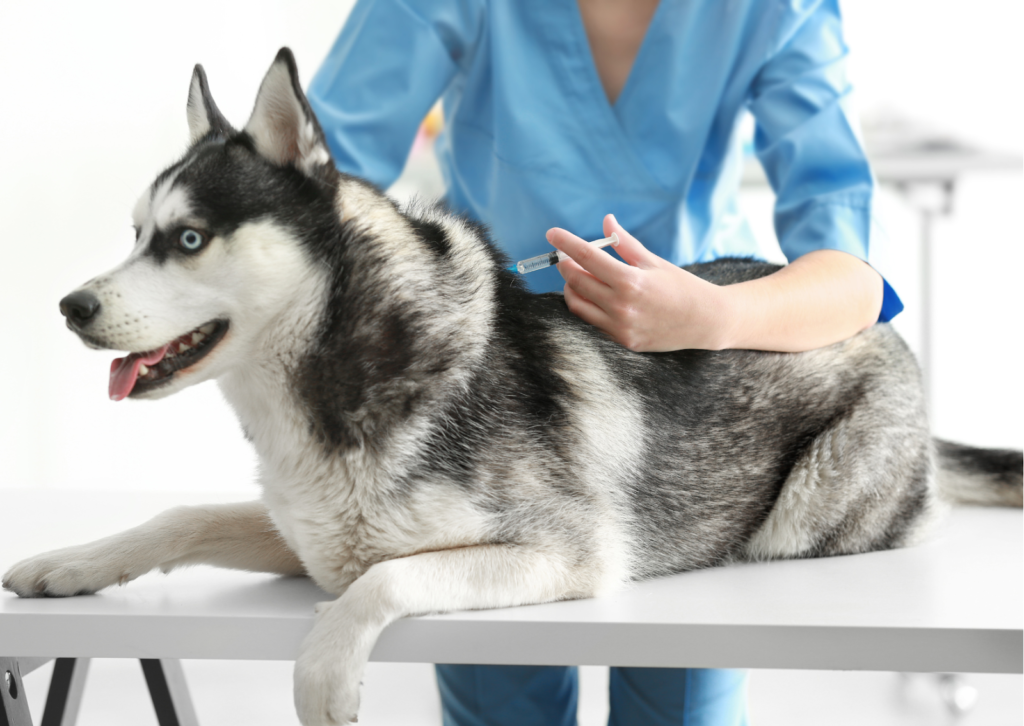 犬・猫に必要なワクチンとは？｜種類、接種するタイミングについて