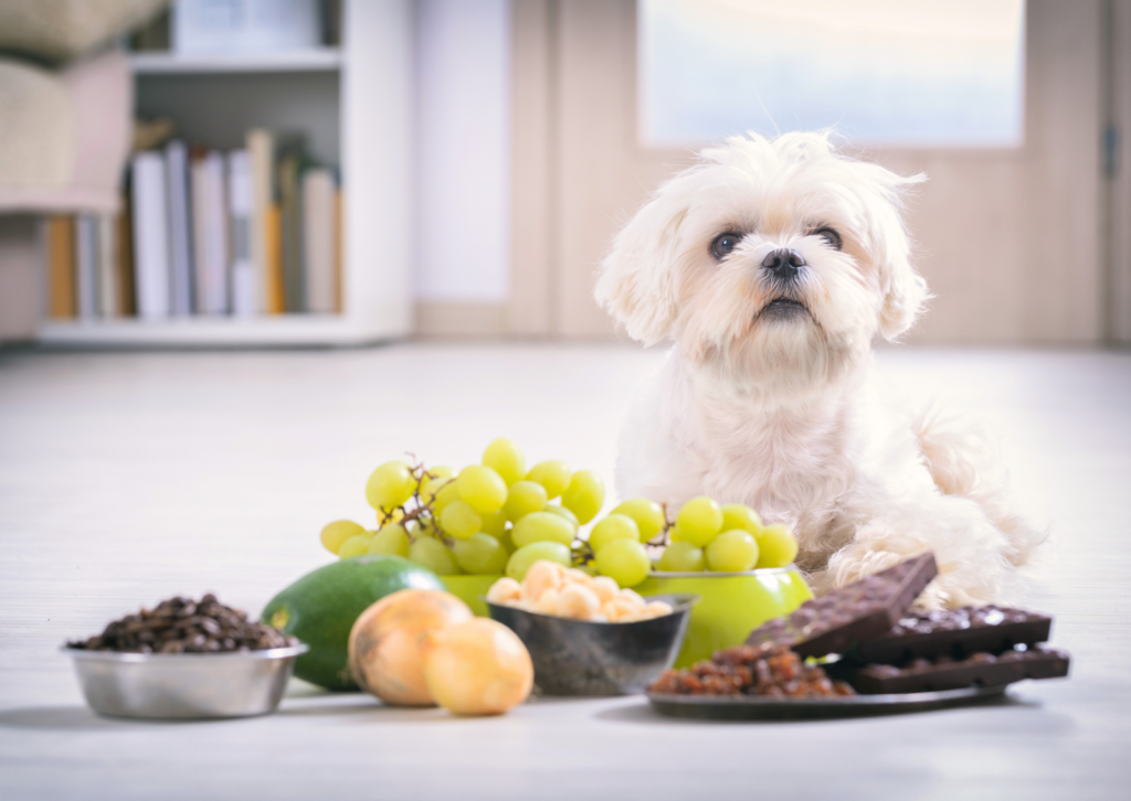 愛犬や愛猫の命を守る！知っておくべき身近な中毒リスクと対処法