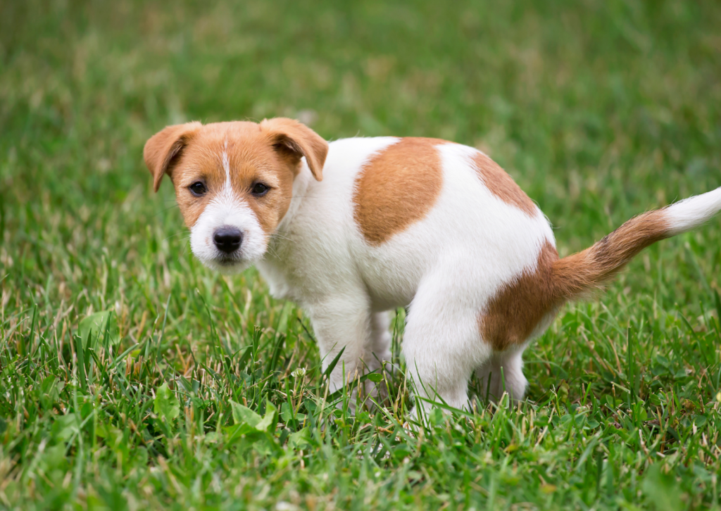 犬や猫の下痢の原因と対処法について｜見逃せない危険なサインとは？